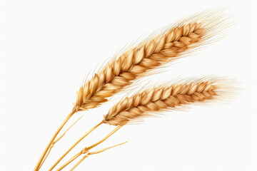 Isolated Wheat Spikelet Stands Against Transparent Background