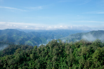 Rainforest, Tropical Rainforest, Forest, Malaysia, Tree Canopy