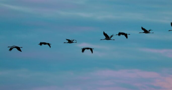 Eastern Europe. Birds Winter Migration. Flock Of Common Cranes Or Eurasian Cranes Fly In Sunny Blue Autumn Sky. Purple Blue, Light Blue Sky Colors. Common Crane Or Grus Grus. Nesting Cranes, Nest.