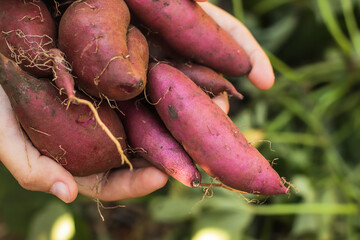 sweet potato tubers harvest close-up in hands against the background of a vegetable garden selective focus