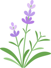 violet lavender flowers vector illustration