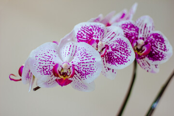 pink orchid flower,Orchid export is a valuable business that makes good profits.