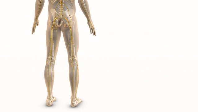 Medical concept for sciatic nerve discomfort