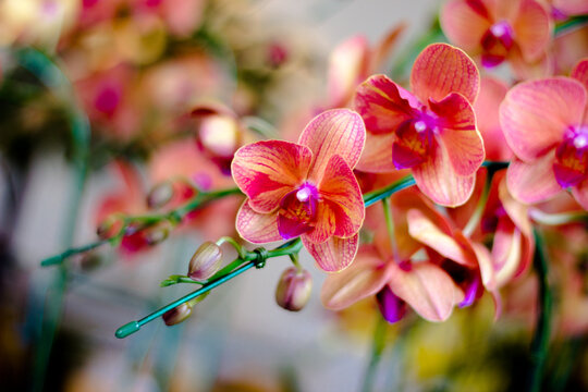 pink orchid flower.Orchid export is a valuable business that makes good profits.