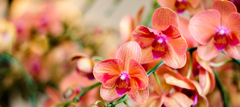 red and yellow flowers/Orchid export is a valuable business that makes good profits.