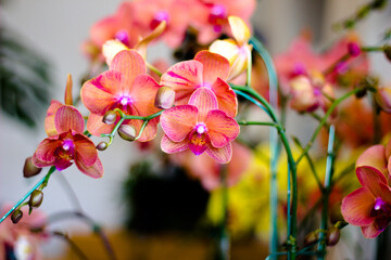 pink orchid flower Orchid export is a valuable business that makes good profits.