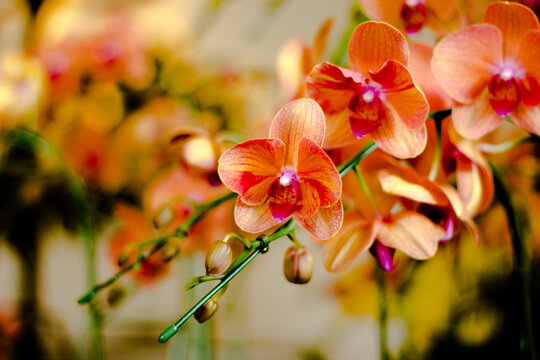 red and yellow orchids Orchid export is a valuable business that makes good profits.