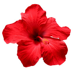 Beautiful real single flower flowerhead of tropical Hibiscus Rosa Sinensis flower cut out on an isolated background
