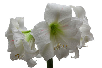 Beautiful real single flower flowerhead of tropical Amaryllis flower cut out on an isolated background	