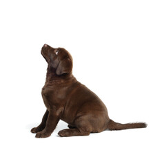 Cute chocolate Labrador Retriever puppy on white background