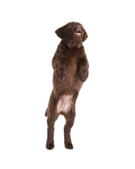 Cute chocolate Labrador Retriever puppy playing on white background