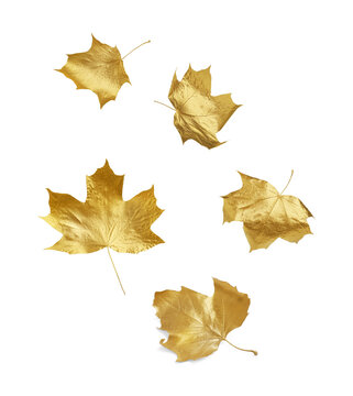 Golden autumn leaves falling on white background