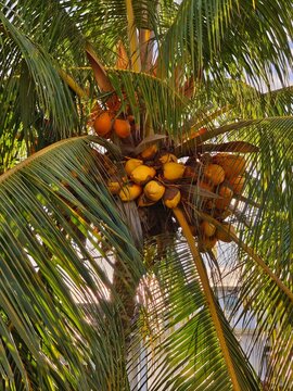 Coconuts on a palm tree in the morning light on the island of Mauritius