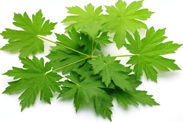 leaves white background green leaves