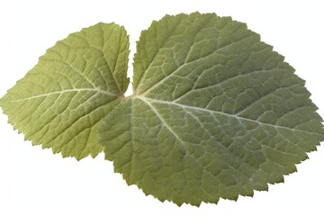 Obraz premium leaves white background green leaves