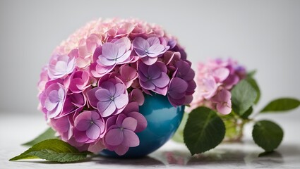 Fototapeta premium A hydrangea flower, with its compact petals forming a stunning sphere