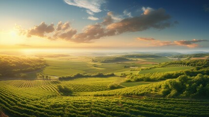 Beautiful sunrise aerial landscape over countryside vineyard fields