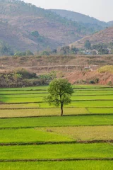 Fotobehang Horizon over Agricultural field and green spring meadow. Countryside farmland with Rice paddy. Agriculture greenery with food crop. Rural village odisha India at summer. © Rahul