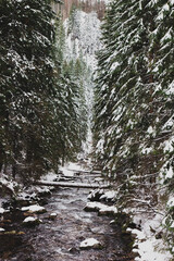 Fototapeta na wymiar Mountain stream among the snowy pine trees