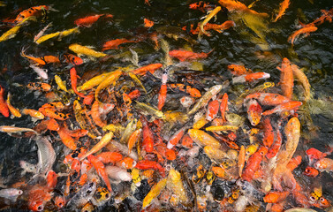 For WindowLots of colorful carp in the pond. beautiful fish concept for garden decoration Lucky fish according to Japanese and Chinese beliefs