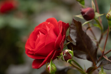 Red rose on a bush in garden