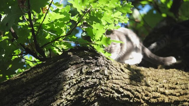 Domestic shorthair cat intently smells bird nest hole in oak tree branch
