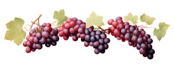 Red Wine Grapes Flourish On The Vine, Natures Abundance