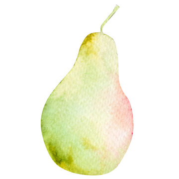 Watercolor illustration of pear. Hand drawn pear