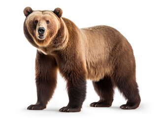 Brown bear on a white background