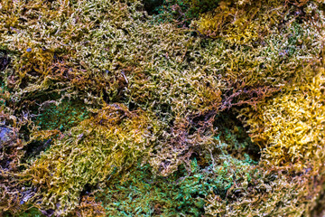 Naklejka na ściany i meble green moss on the rocks