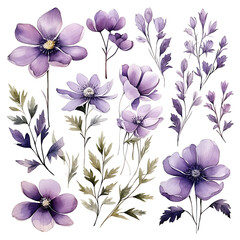 Watercolor purple flowers and leaves floral elements illustrations, hand drawn isolated on a white background, for a greeting card, decoration of a wedding
