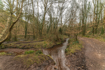 Ruisseau dans la forêt de Brocéliande à Tréhorenteuc, Bretagne, France