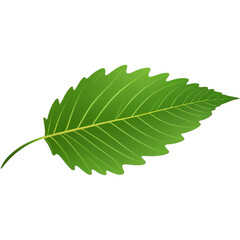 Realistic Green leaf