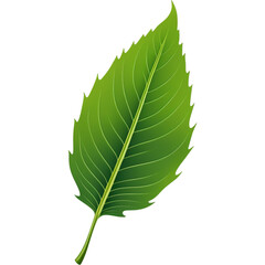 Realistic Green leaf