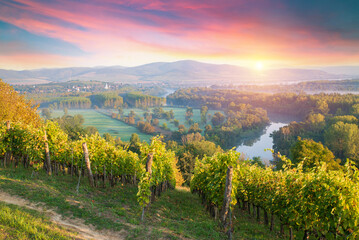 Bolgheri and Castagneto vineyards sunrise backlight in the morning. Maremma Tuscany, Italy, Europe....