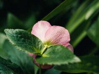 Close up of a flower