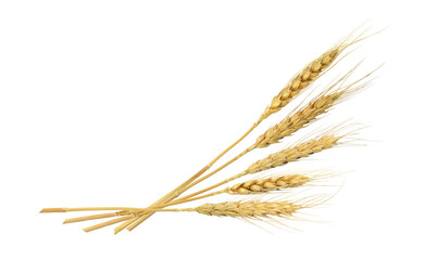 Dry rye spikelets in a corner arrangement isolated on white or transparent background