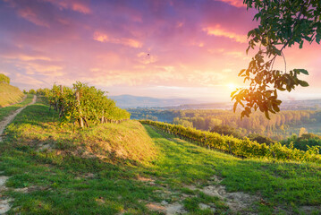 Fototapeta na wymiar Bolgheri and Castagneto vineyards sunrise backlight in the morning. Maremma Tuscany, Italy, Europe. High quality photo