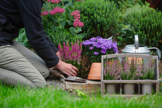 Person plants heather in the garden
