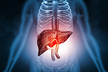 Human body with liver anatomy. Digestive system . 3d illustration. - obrazy, fototapety, plakaty