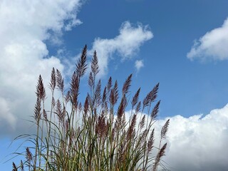 Grass pampas reed on blue sky clouds.