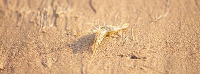 Live shrimp on the shore. The shrimp lies on the sand by the sea.