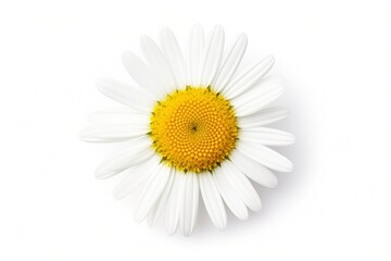 Common daisy isolated on white background.