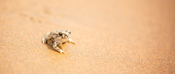 The frog sits on the sand on the shore of the lake. Beautiful wildlife landscape with place for text. The concept of protecting wildlife and ecology.