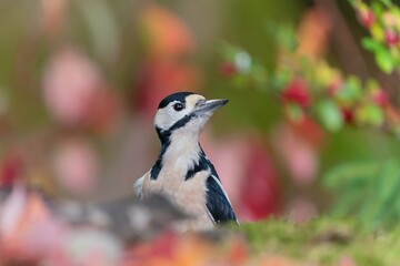 artistic photo of a great spotted woodpecker in an autumn forest. Dendrocopos major