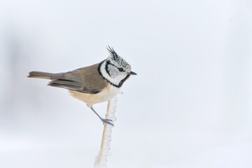 Winter scene with a beautiful crested tit sitting on the frozen twig. . Titmouse with a crest in the nature habitat. Lophophanes cristatus