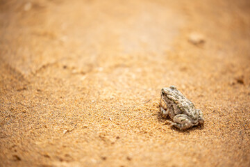 The frog sits on the sand on the shore of the lake. Beautiful wildlife landscape with place for text. The concept of protecting wildlife and ecology.