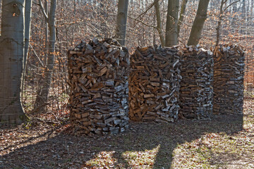Stapel von geschnittenem und gespaltetem Brennholz liegen zum Trocknen im Wald