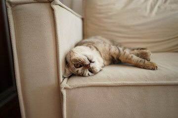 Portrait of a beautiful cat. Cute Cat Portrait. Happy Pet. Gray Scottish Straight cat sleeping.Home scene