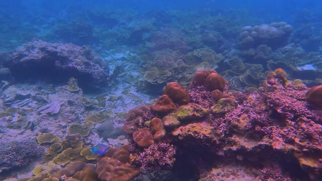 Snorkling snorkel in Phi Phi Island Corel reef teaming with reef fish of various colours. Phuket Thailand teaming with reef fish of various colours. vibrant and colourful Corel reef